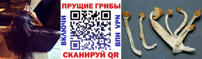 Купить закладки  Ворсма  Псилоцибиновые грибы Cubensis 